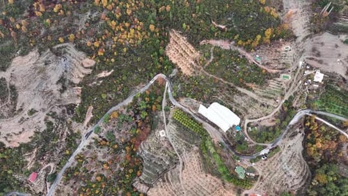 Autumn Forest Aerial View 4 K Turkey Alanya