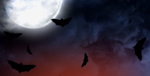 Halloween Night with Flying Bats and Full Moon
