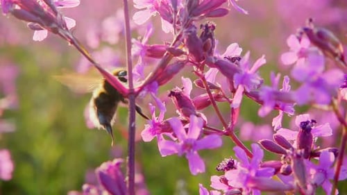 C0003