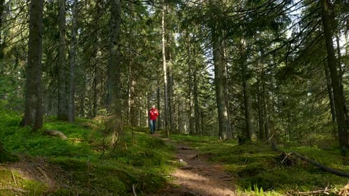 Tourist Guy with a Backpack on a Hike on an Adventure Trip in a Beautiful Forest