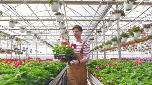 Young Man Carries Flowers in Greenhouse Nursery