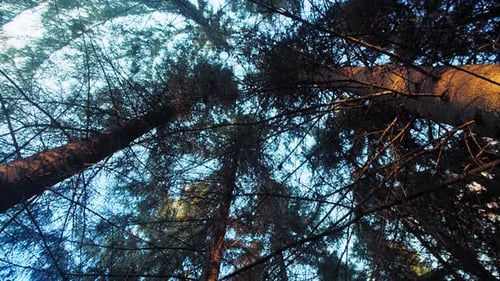Coniferous Forest Under Blue Sky