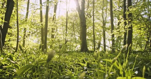 Waldboden mit Gras umgeben von Bäumen in der Mitte des Waldes