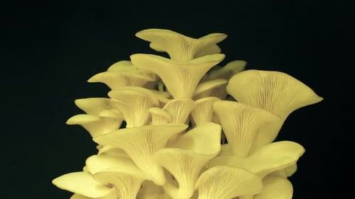 Oyster Mushrooms Growing in Front of Black Background
