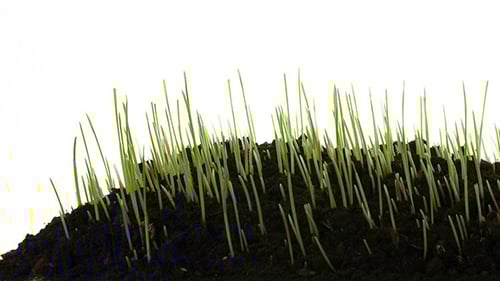 Green Grass With Motion