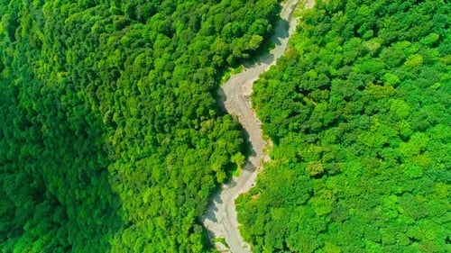 Forêt de Drone aériens (2K)