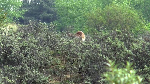 Deer Fawn Standing in Forest