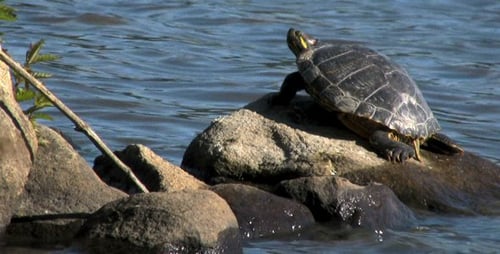 Water Turtle - HD