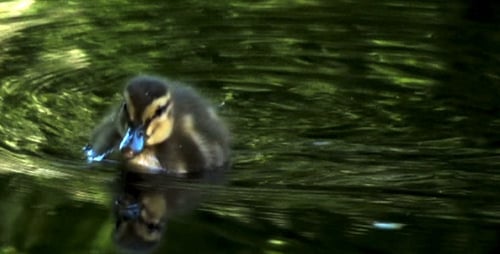 Duck and Ducklings Swimming in Pond on Sunny Day
