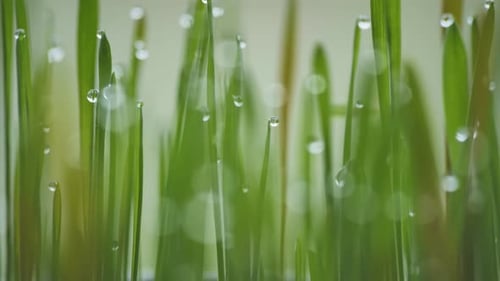 Young Sprouts Grass with Dew