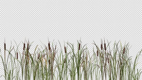 Windy Cattails - I - LS - Transparent Loop