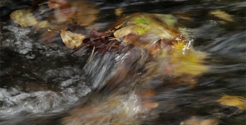 Autumn Stream