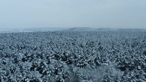 Aerial Winter Forest
