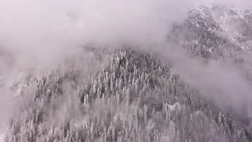 Winterwald - 4