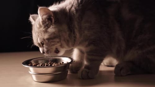 The Kitten Eats Cat Food
