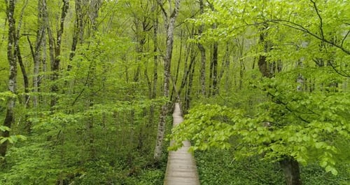 Flight in the Forest Through the Trees Above the Wooden Walkway