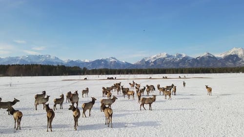 Herd of Elks Cervus Elaphus Sibiricus Grazing in Winter with Mountains at Background