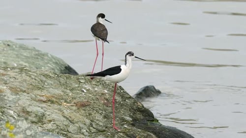 Stelze mit schwarzen Flügeln