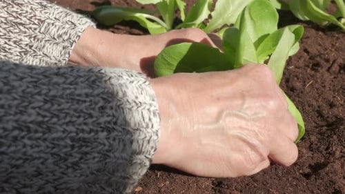 Hands Planting a Young Plant in Rich Soil