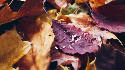 Wet Autumn Leaves in Close Up