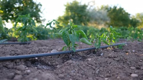 Pepper Plants Grow in Farm Garden with Irrigation