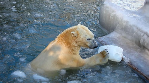 Polar Bears