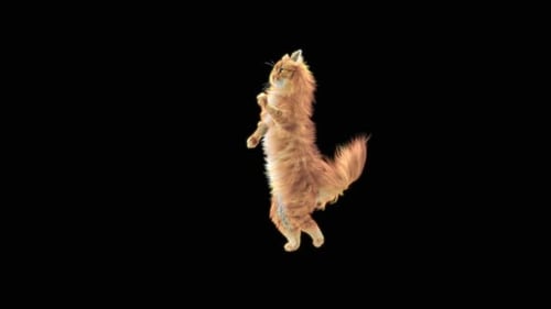 Katze tanzt HD