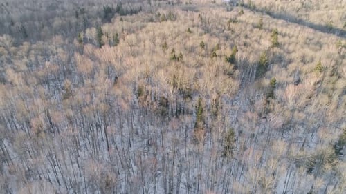 Winter Landscape with Forest