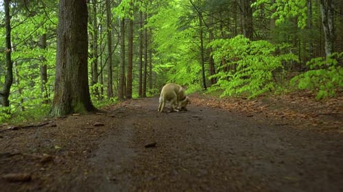 Dog of breed Labrador Retriever puppy plays with wooden stick in the forest.
