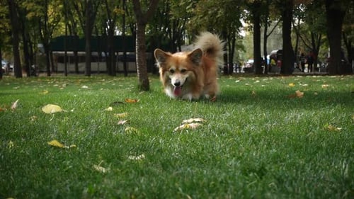 Happy Dog Trotting in an Autumn Park