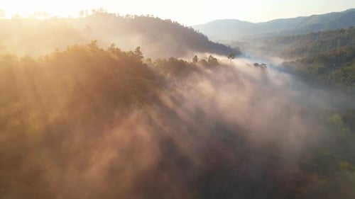 Aerial view from a drone over a foggy forest in the morning