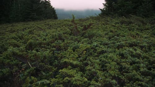 Pine forest and green flora.