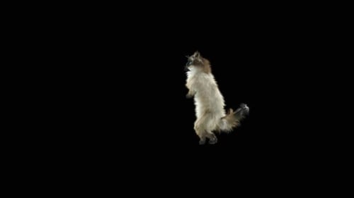 Katze tanzt HD