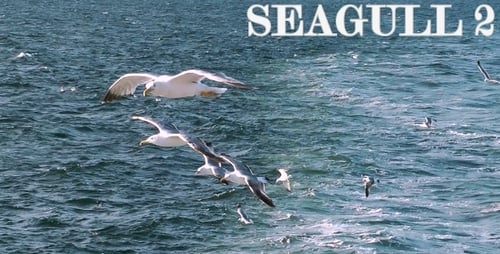 Scenic Seagulls Fly Over Blue Ocean Near City