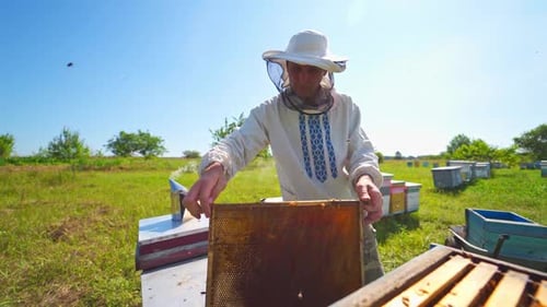 Beekeeper in a bee-garden