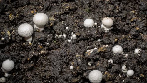 Growing White Mushrooms in Dark, Rich Soil