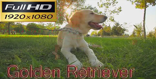Golden Retriever FULL HD