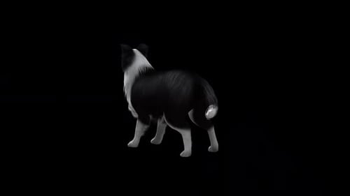 Sheep Dog Bark View From Back Side