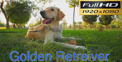Golden Retriever