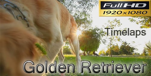 Golden Retriever Timelapse