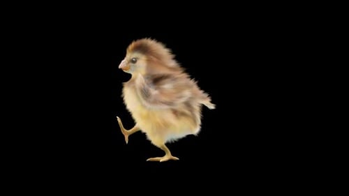Realistic Chick Walking Animation Loop