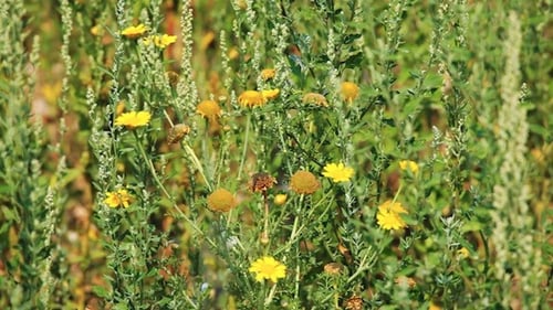 Close Up of Yellow Flowers in Field