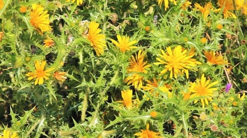 Yellow Flowers with Prickly Green Foliage Close Up