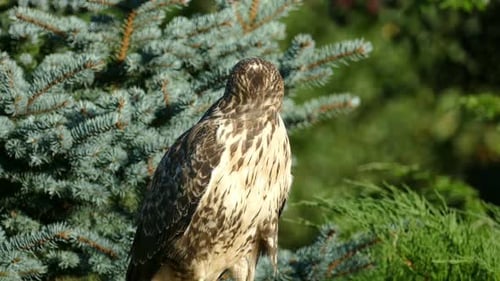 Buzzard Perched on Pine Tree Branch