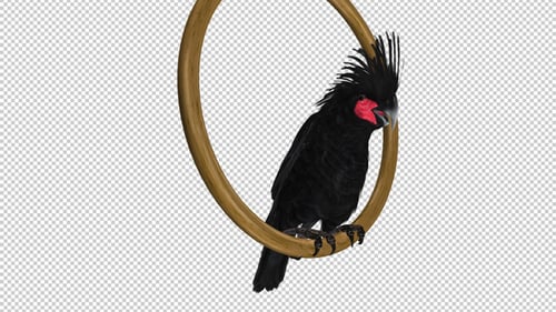Parrot parlant - Cacatoès noir - Boucle oscillante - Canal Alpha