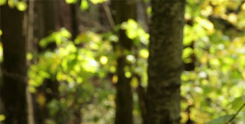 Autumn Woods