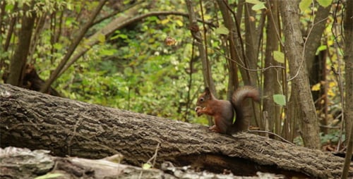 Squirrel Eating on Fallen Tree Trunk in Woods