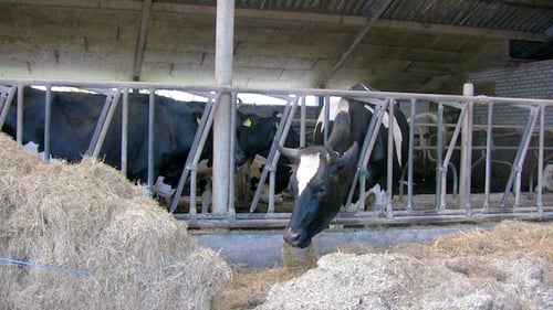 Feeding Cows in Holland Farm