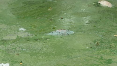 Fish Dead