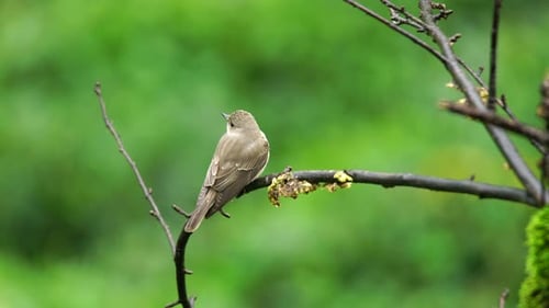 Spotted Flycatcher